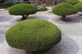 trees perfectly trimmed in norfolk