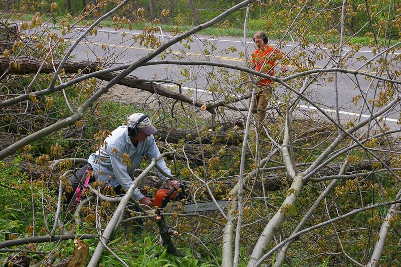 trees removed by a chainsaw in norfolk