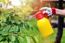 tree disease being treated in norfolk