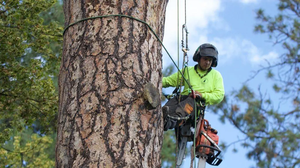 arborists in Norfolk