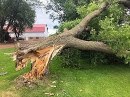 Emergency tree services in norfolk