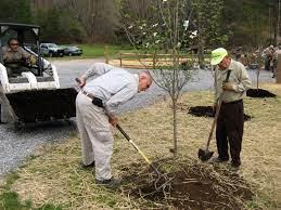tree being transplanted in norfolk