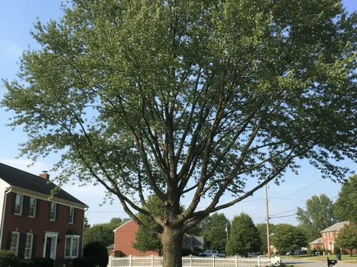 Tree Trimming Dover, PA
