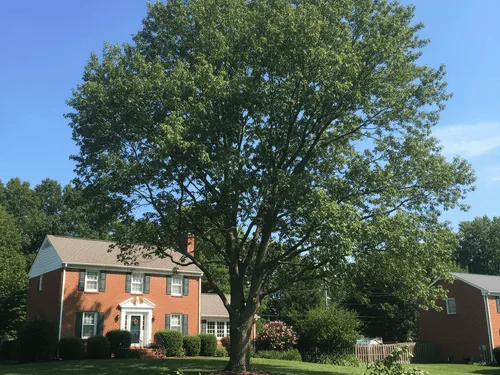 Tree Trimming 