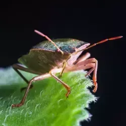 beetle control