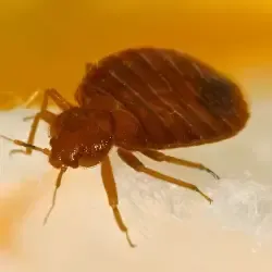 bed bug control