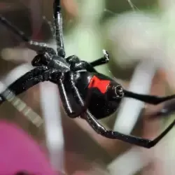 spider control