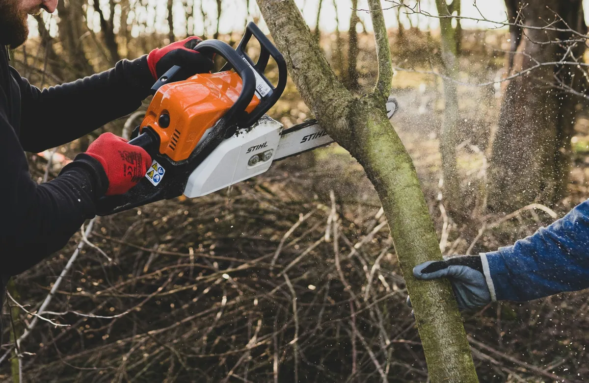 Tree pruning in Alton with a gardener shaping a mature tree