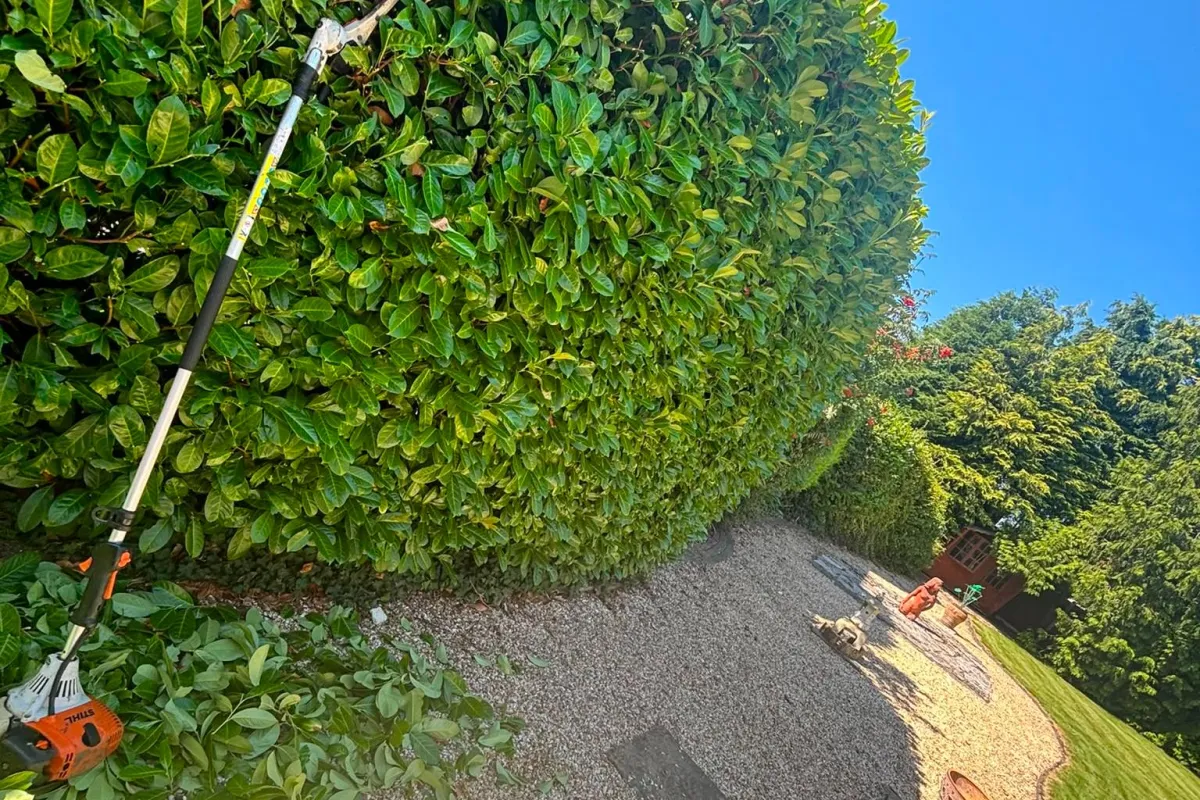 Hedge trimming in Alton giving a garden hedge a clean, even shape