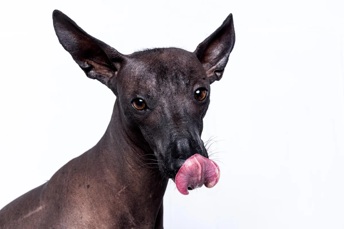 A goofy dog sticking its tongue out during a vibrant photo session
