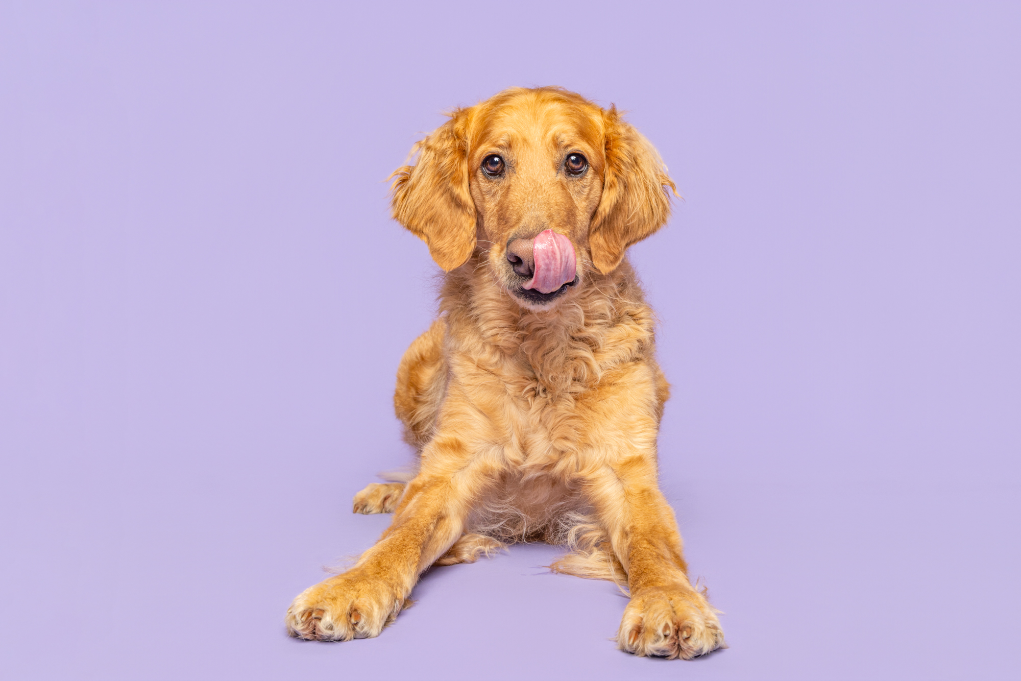 A goofy dog sticking its tongue out