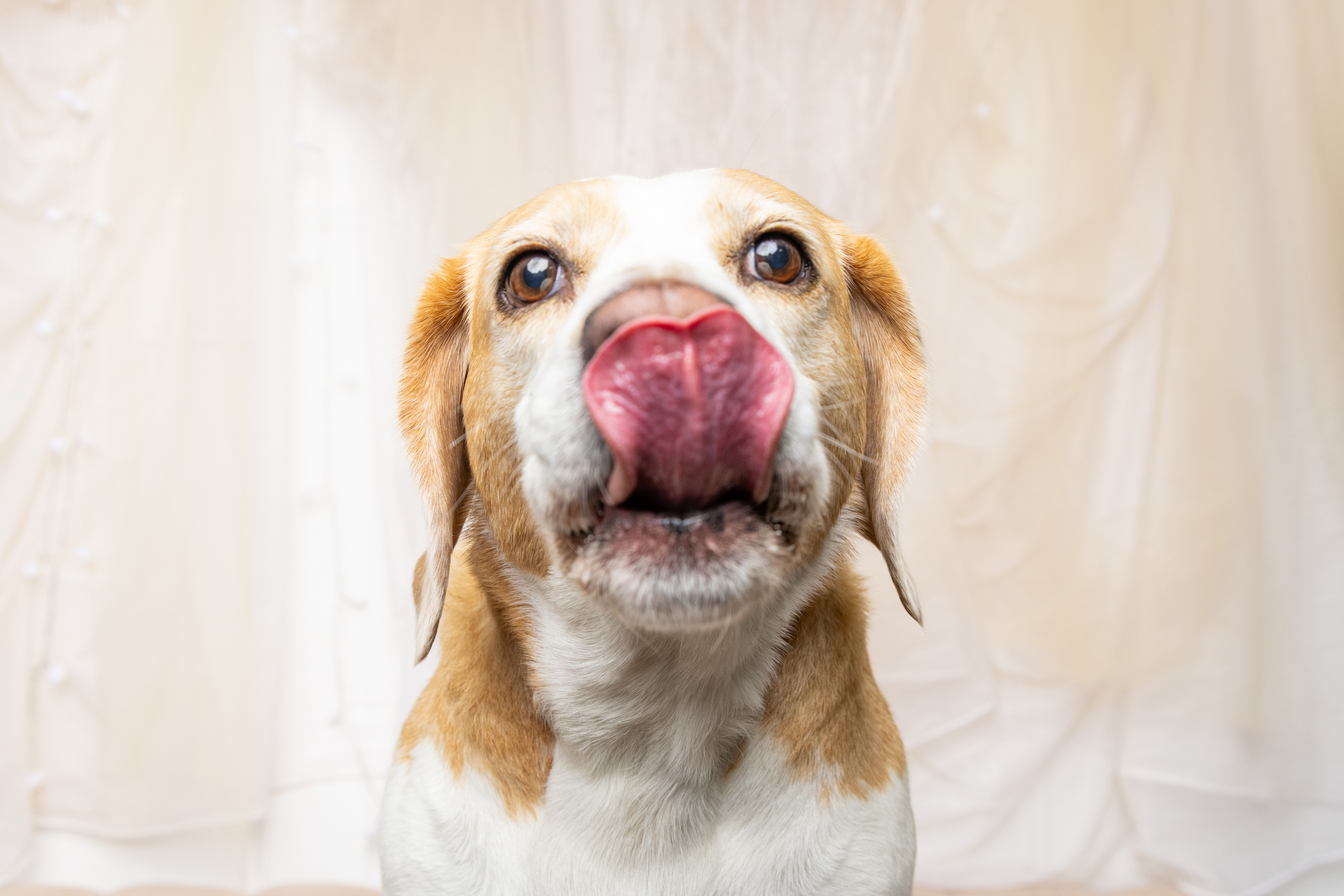 A joyful golden retriever dog with its tongue playfully hanging out in a bright boutique photography studio