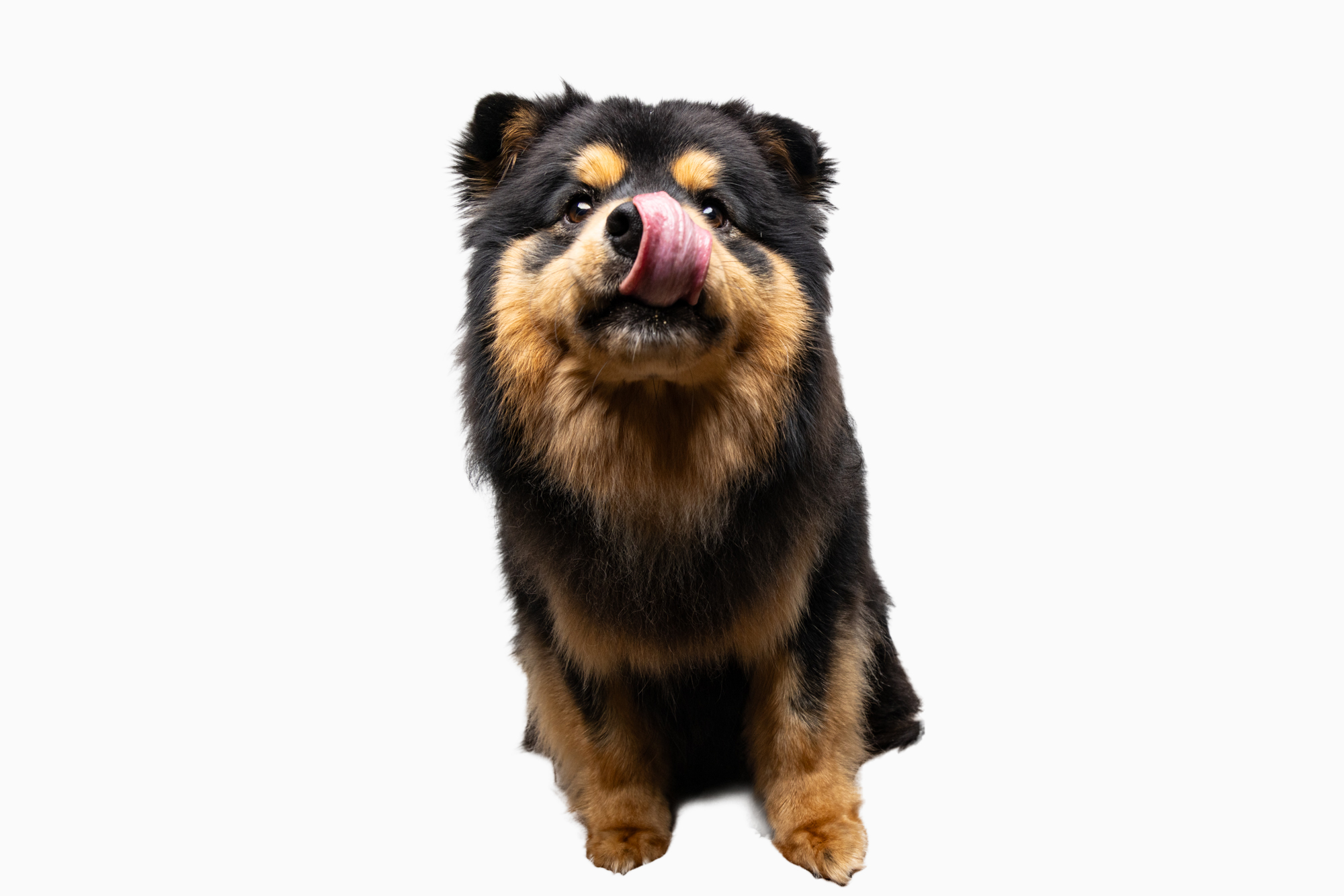 A goofy dog sticking its tongue out