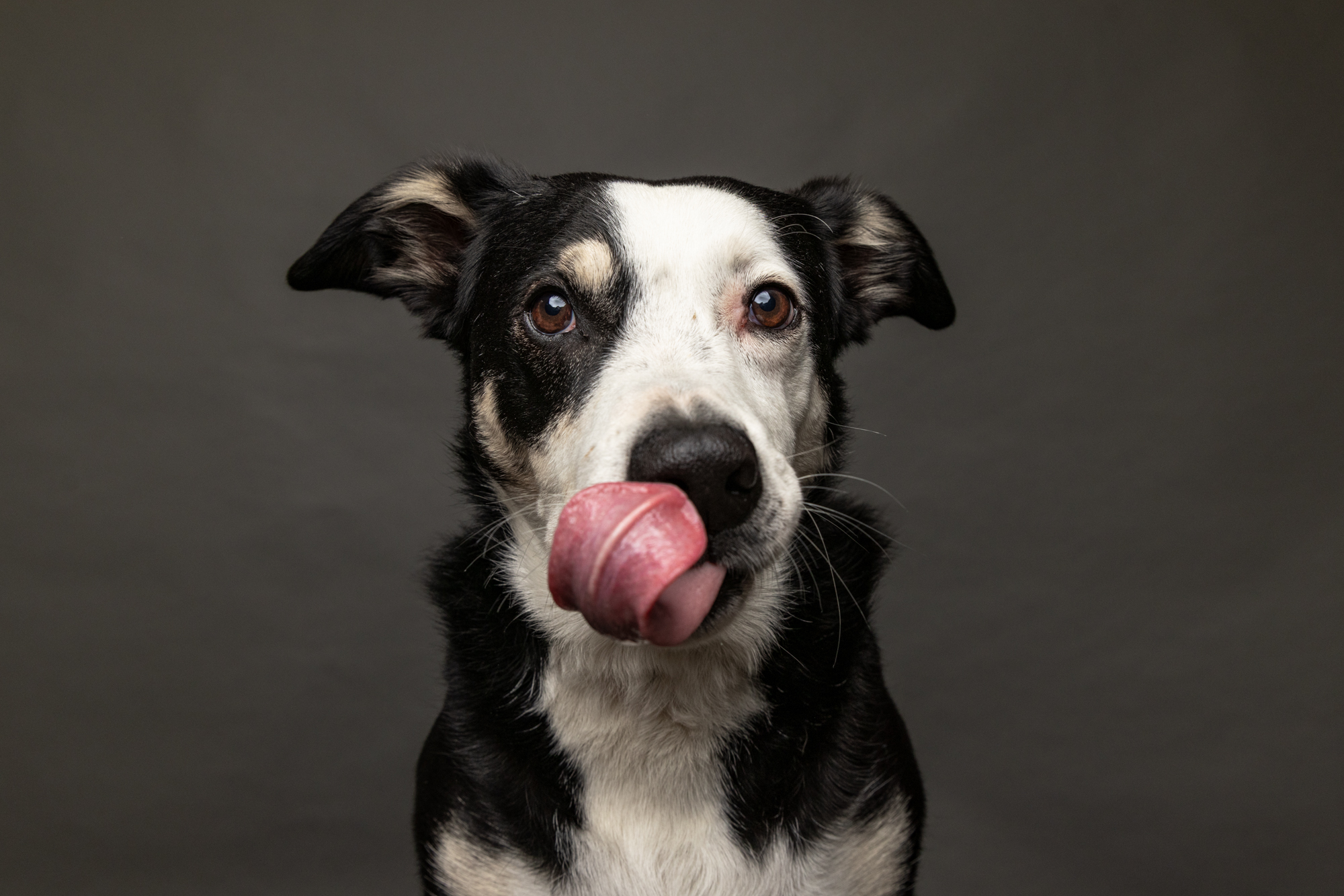 A goofy dog sticking its tongue out