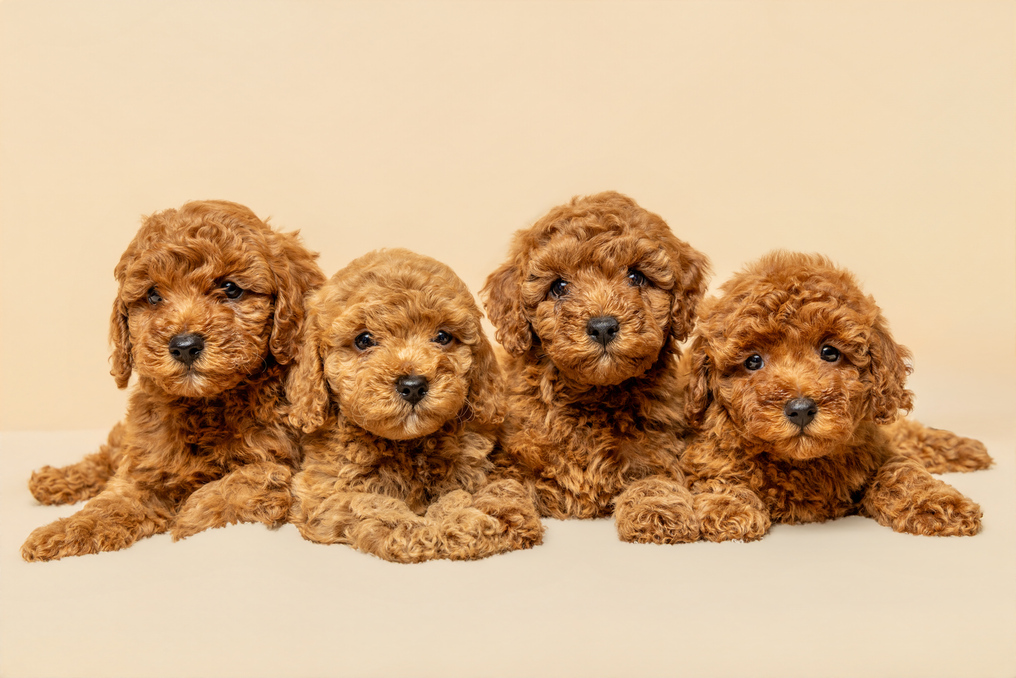 Why I'll never use AI to create photos of your dog