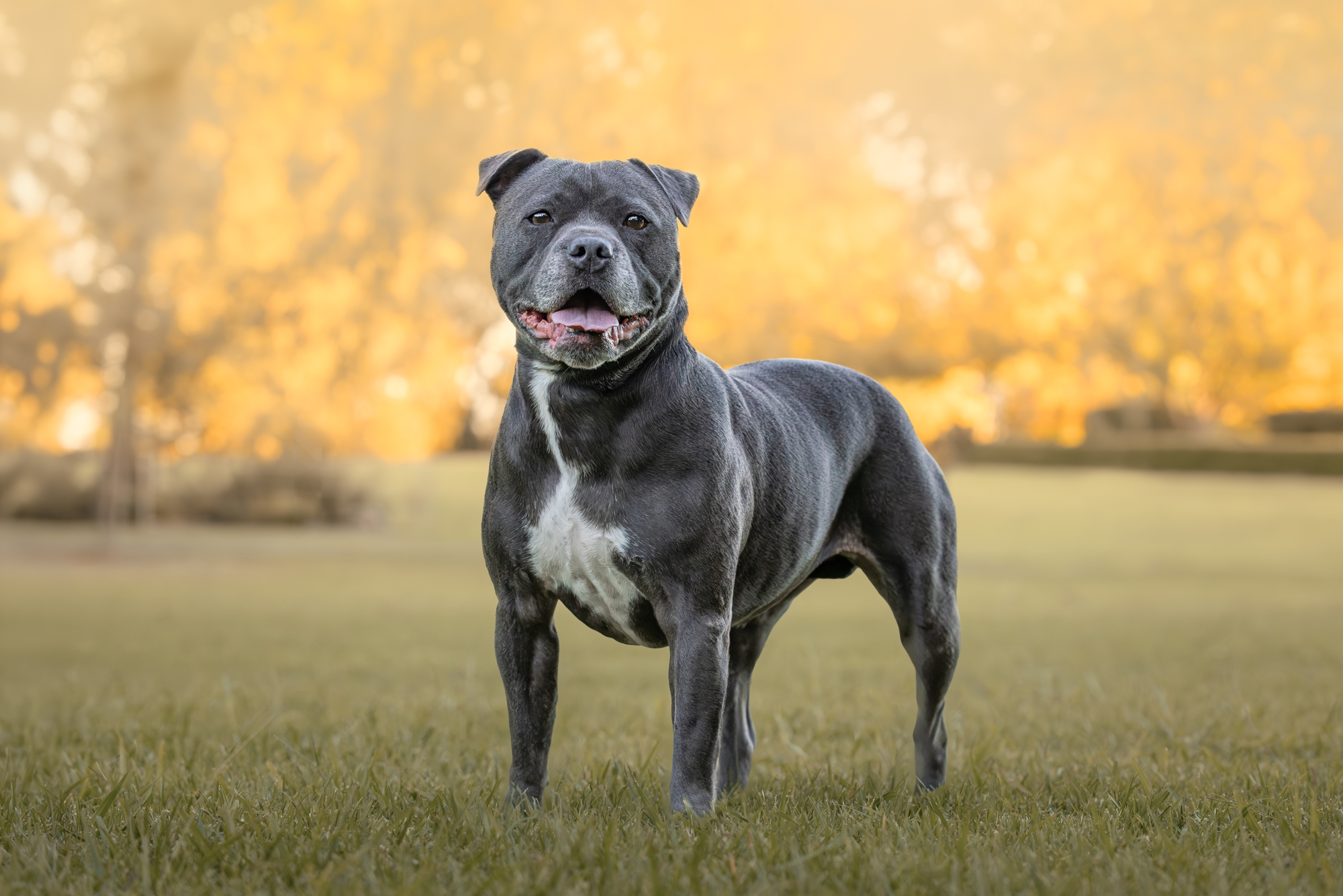 Pet Photography in Sydney: Every way I can photograph your pet