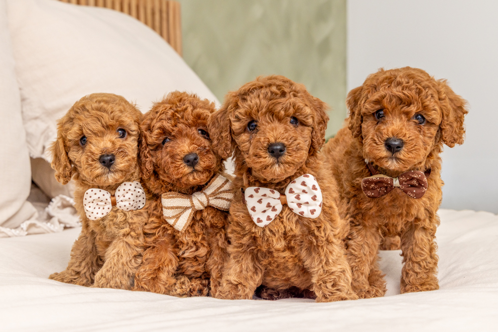 How to Photograph a Puppy