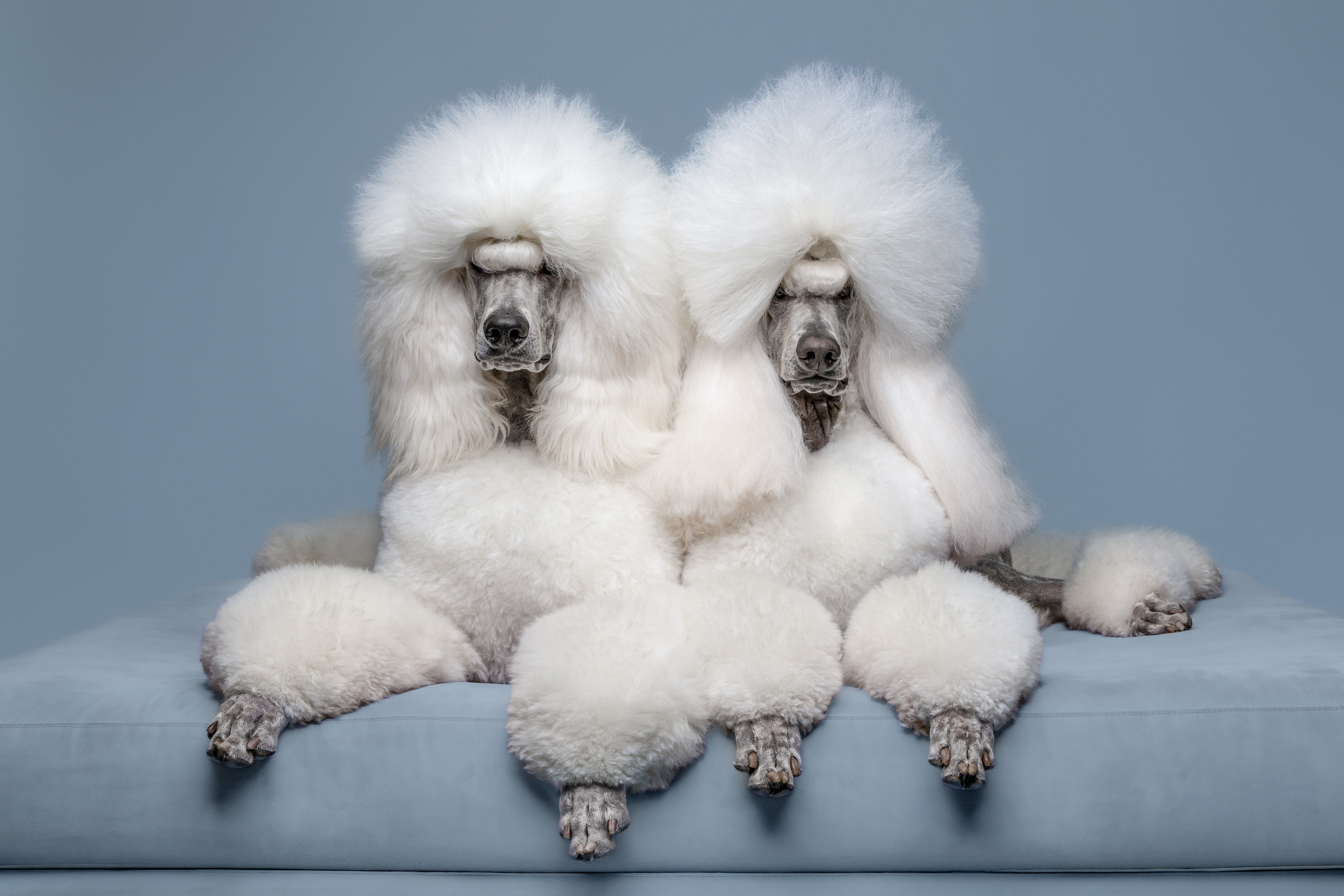International Pet Photography Awards 2026 Studio Finalist!