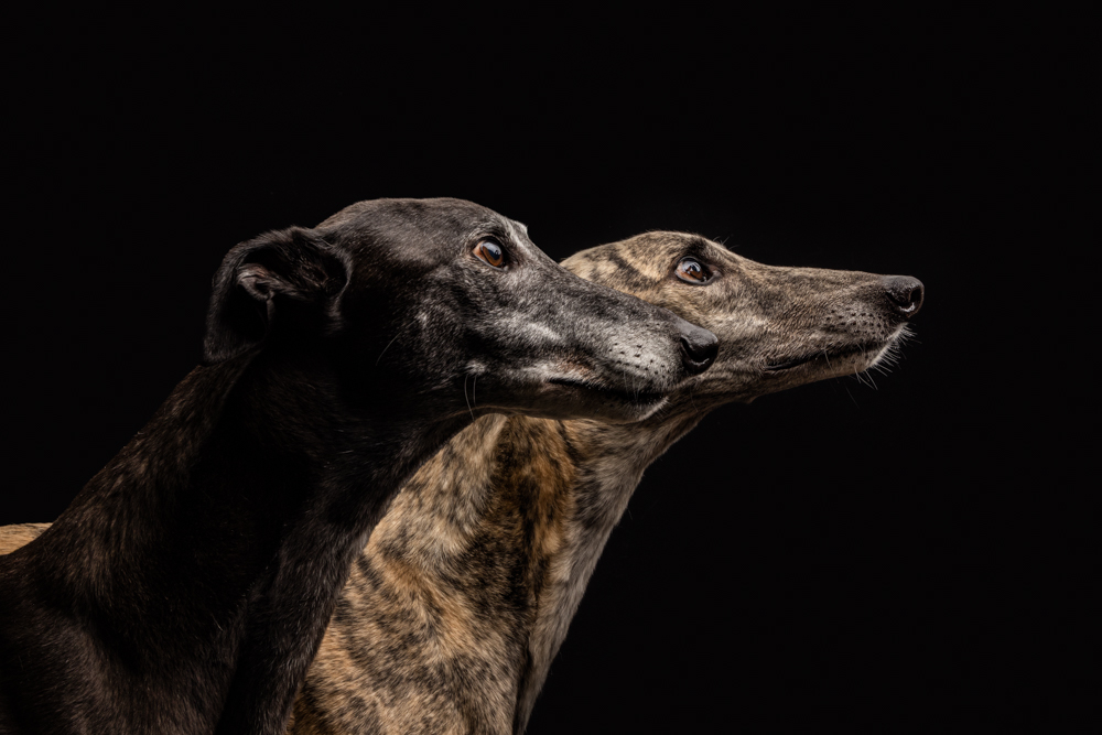 What It's Actually Like to Photograph a Greyhound (From Someone Who Lives With One)