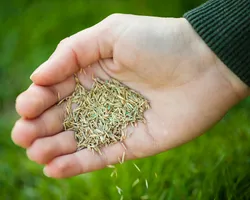 Overseeding & Fertilizer in Edmonton