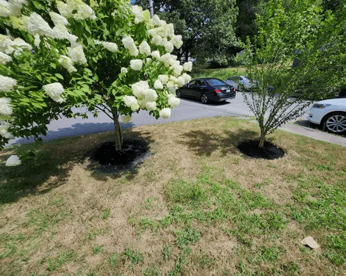  Lawn Care & Maintenance