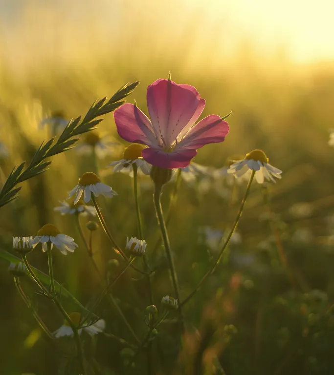 Tiny dull red 4 petal flower close up centered in soft focus wildflower meadow. Close horizon backlit by rising sun top right corner.