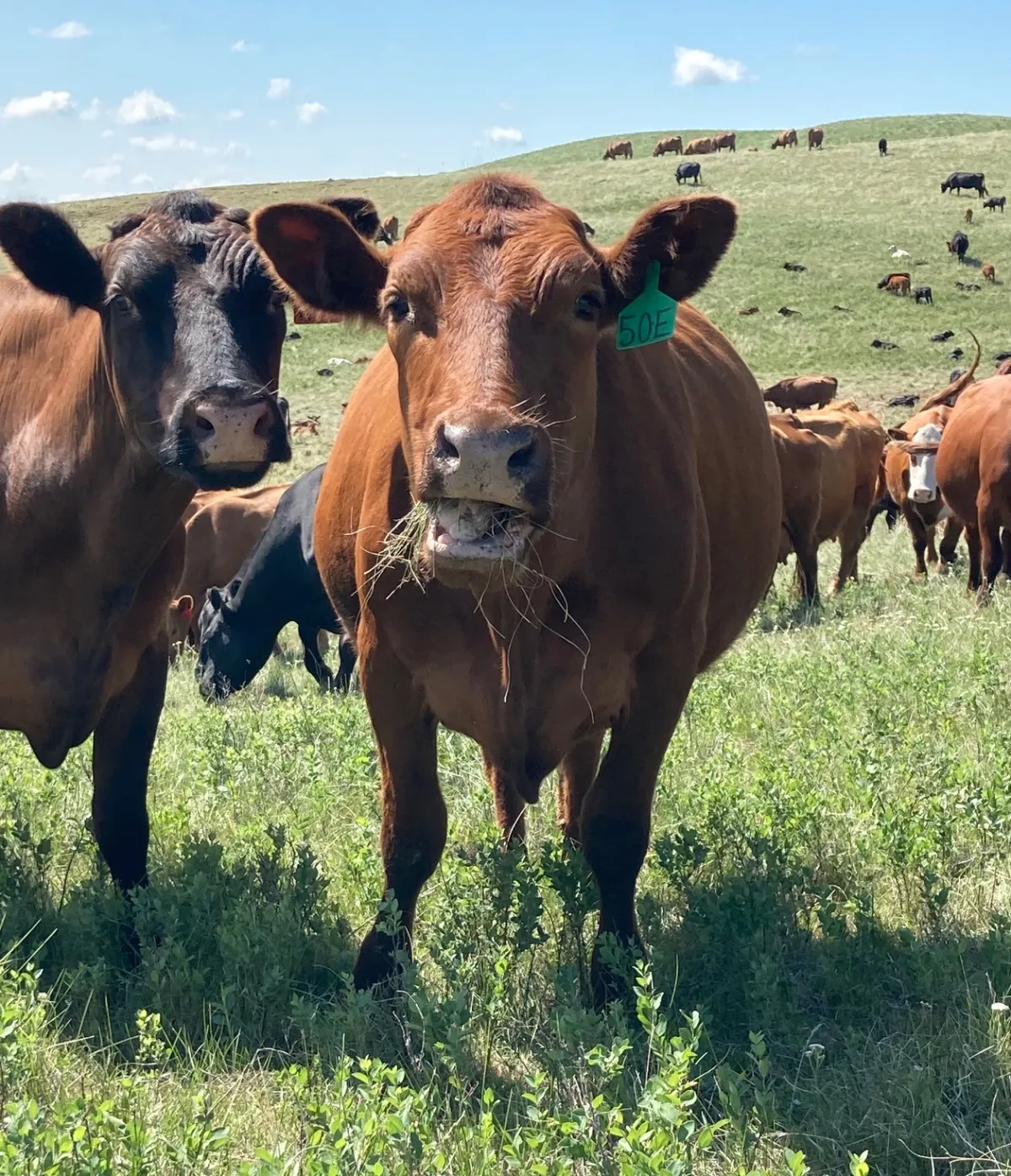 Grass fed cattle on Saskatchewan pasture, one chewing fresh grass