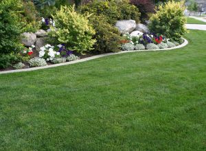 Green front lawn in Saugus maintained by LN Landscaping & Irrigation