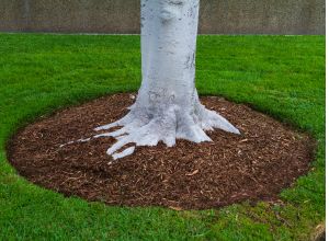 Green front lawn in Byfield maintained by LN Landscaping & Irrigation