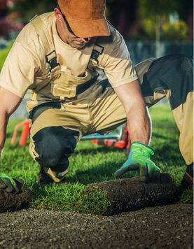Professional landscaper installing plants and irrigation