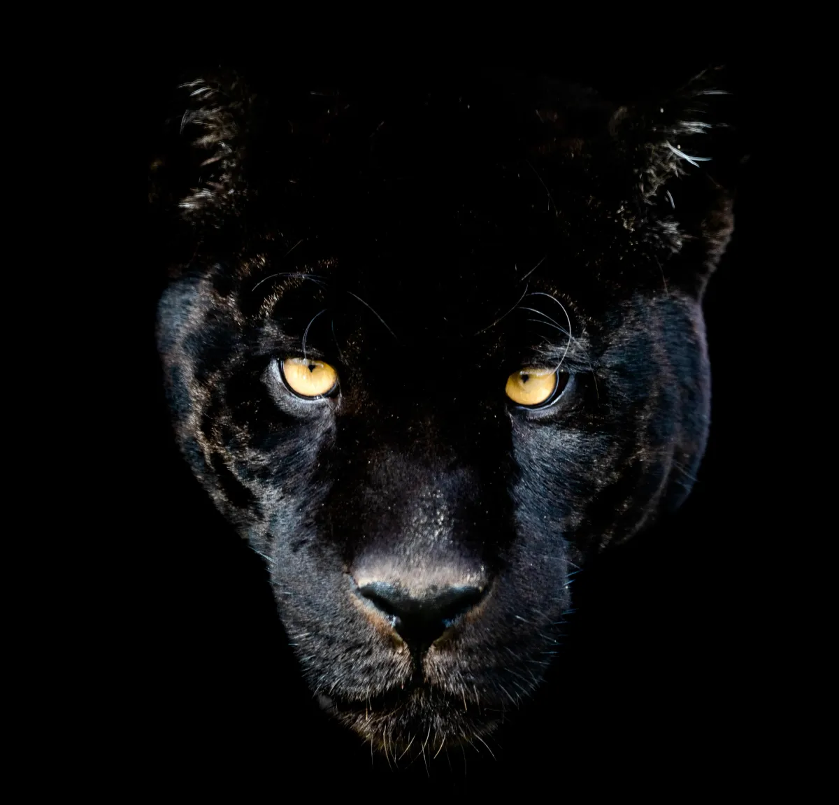 Image of black panther face on with eyes