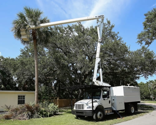  Tree Removal