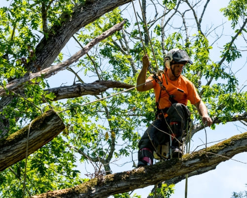 Palm Tree Removal in Shepparton