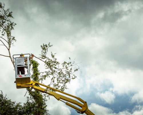  Tree Removal