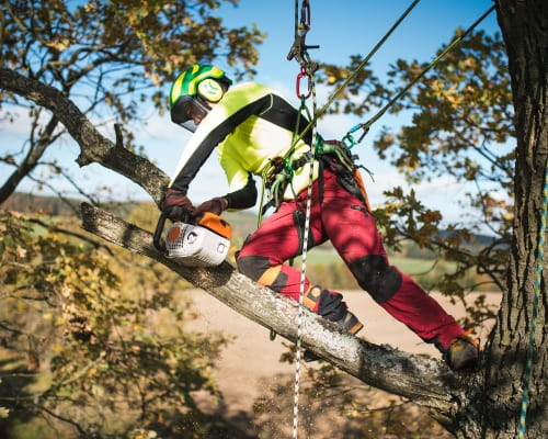 Tree Removal