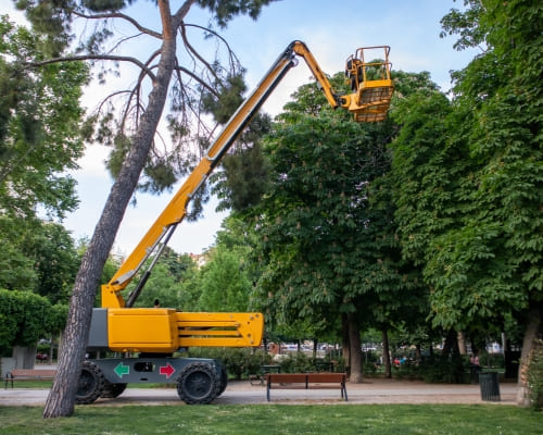 Emergency Tree Removal Shepparton