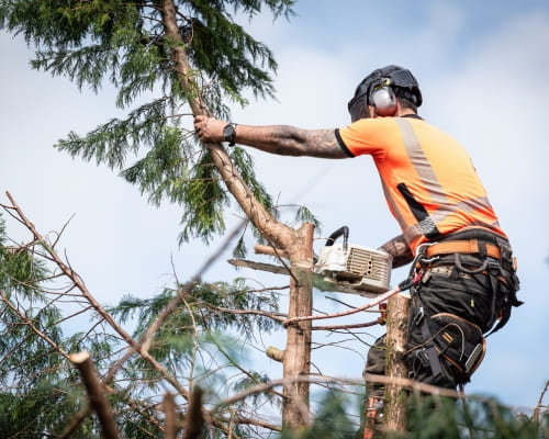 tree removal Shepparton