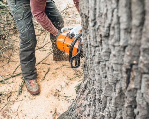 Tree Pruning in Shepparton