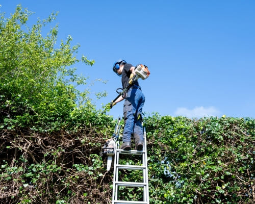 Emergency Tree Removal in Shepparton