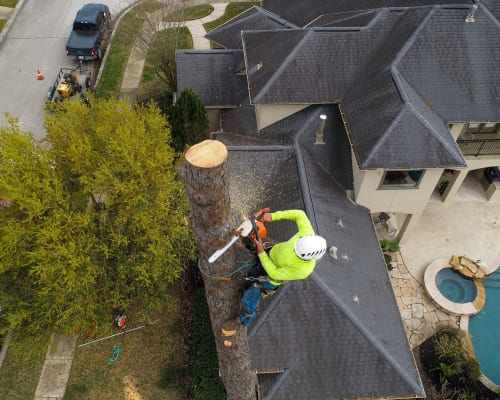  Tree Lopping & Trimming