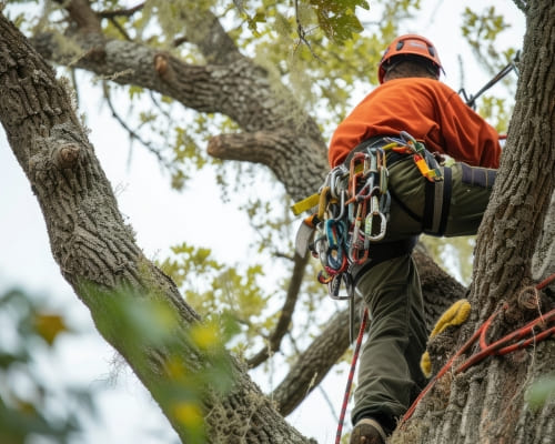 Mooroopna Tree Removal
