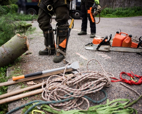 Tree Lopping & Trimming in Shepparton