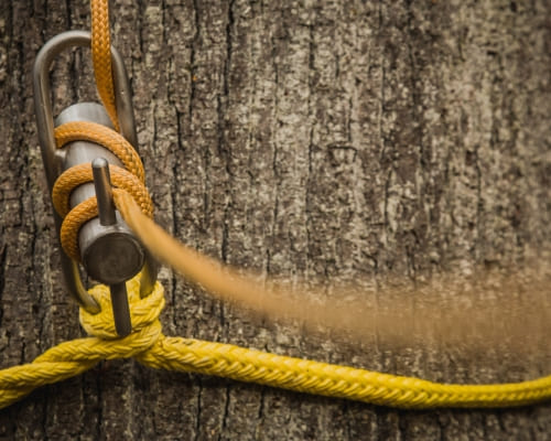 Arborist Reports & Consultation in Shepparton