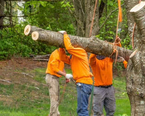 Tree Lopping & Trimming Shepparton