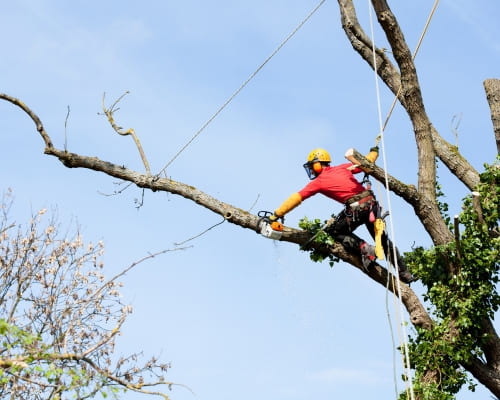 Tree Removal Shepparton