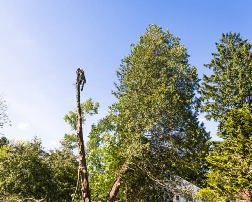 Tree Pruning Shepparton