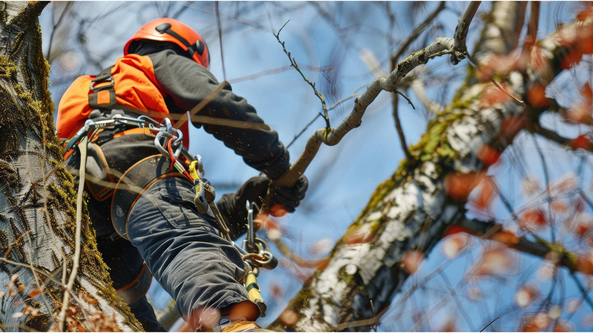  Tree Lopping & Trimming