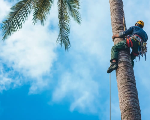  Tree Lopping & Trimming