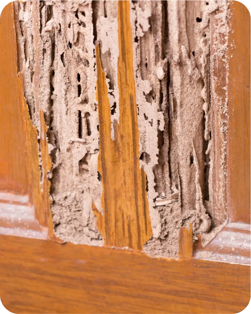 How Our Termite Inspection Works?