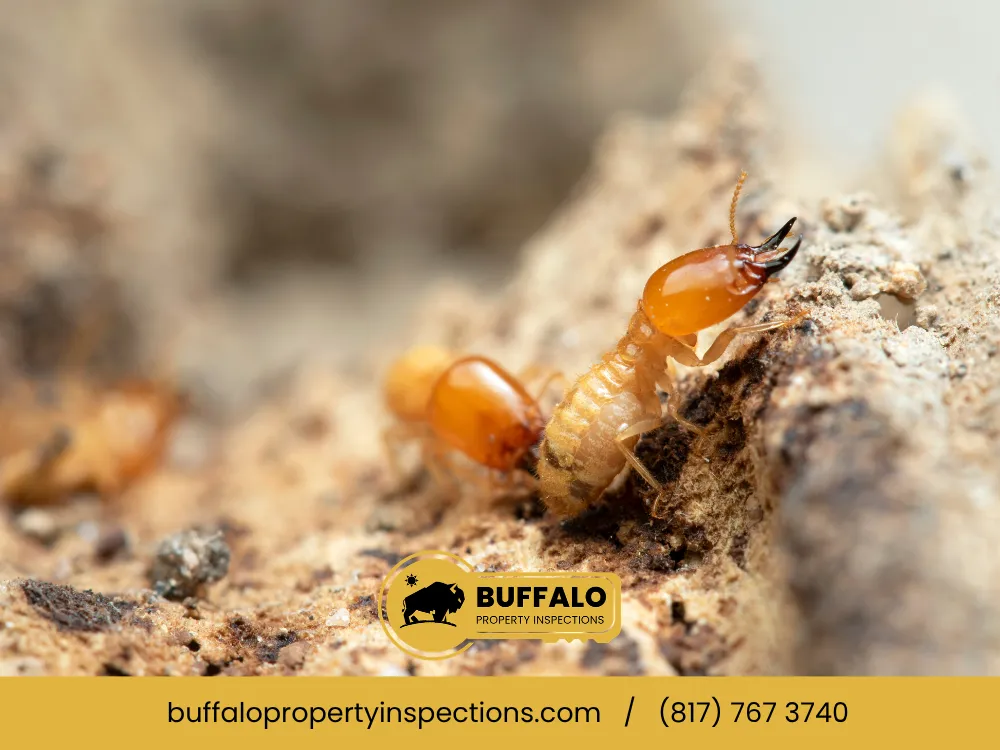 Early Spring Termite And Wood Rot Signs In Dallas, TX